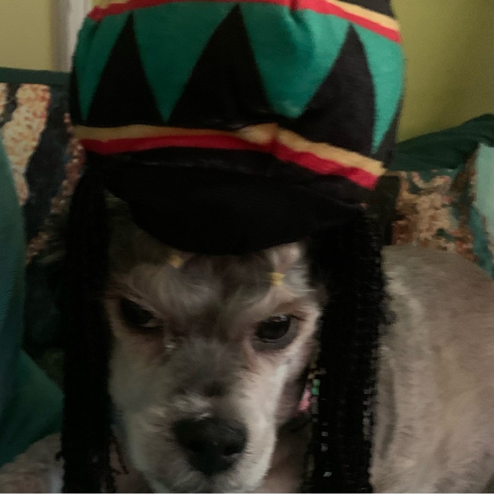 PET SUPPLIES PLUS RASTA DREDLOCKS HAT DOG SIZE S/M